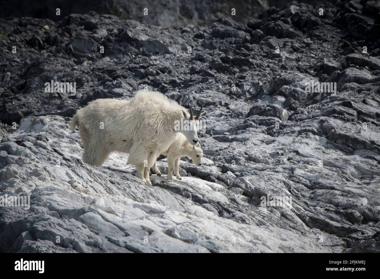 La chèvre de montagne Mama et son enfant trouvent leur assise à Gloomy Knob, Glacier Bay. Banque D'Images