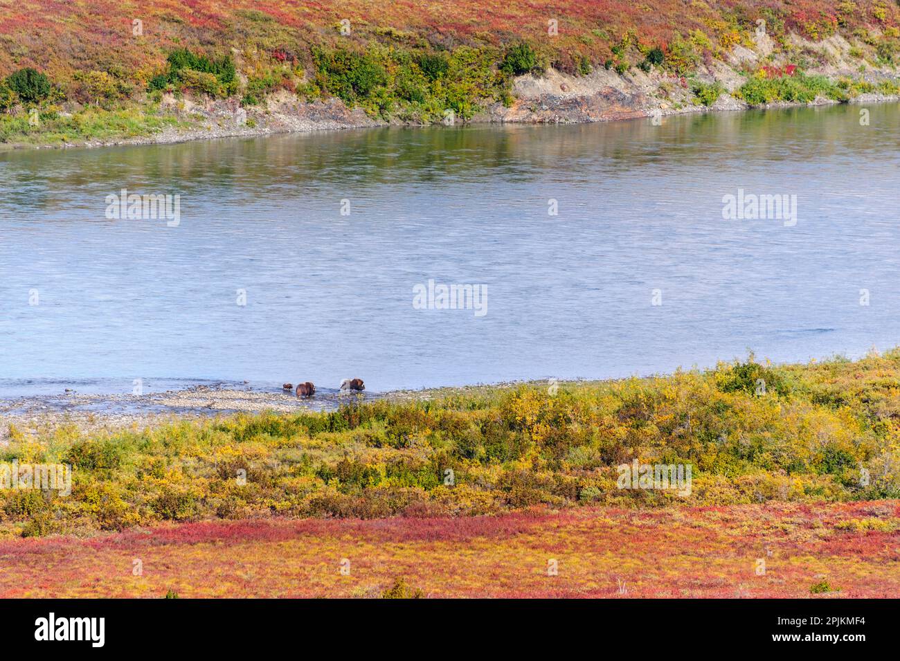 États-Unis, Alaska, réserve nationale de Noatak. Le boeuf musqué, un taureau, une vache et un veau, le long de la rivière Noatak. Banque D'Images