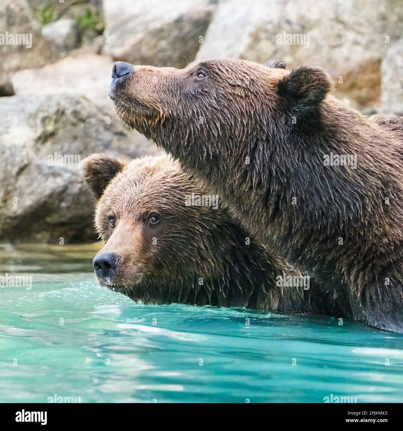 Alaska, lac Clark. Prises de vue de deux grizzlis nageant. Banque D'Images