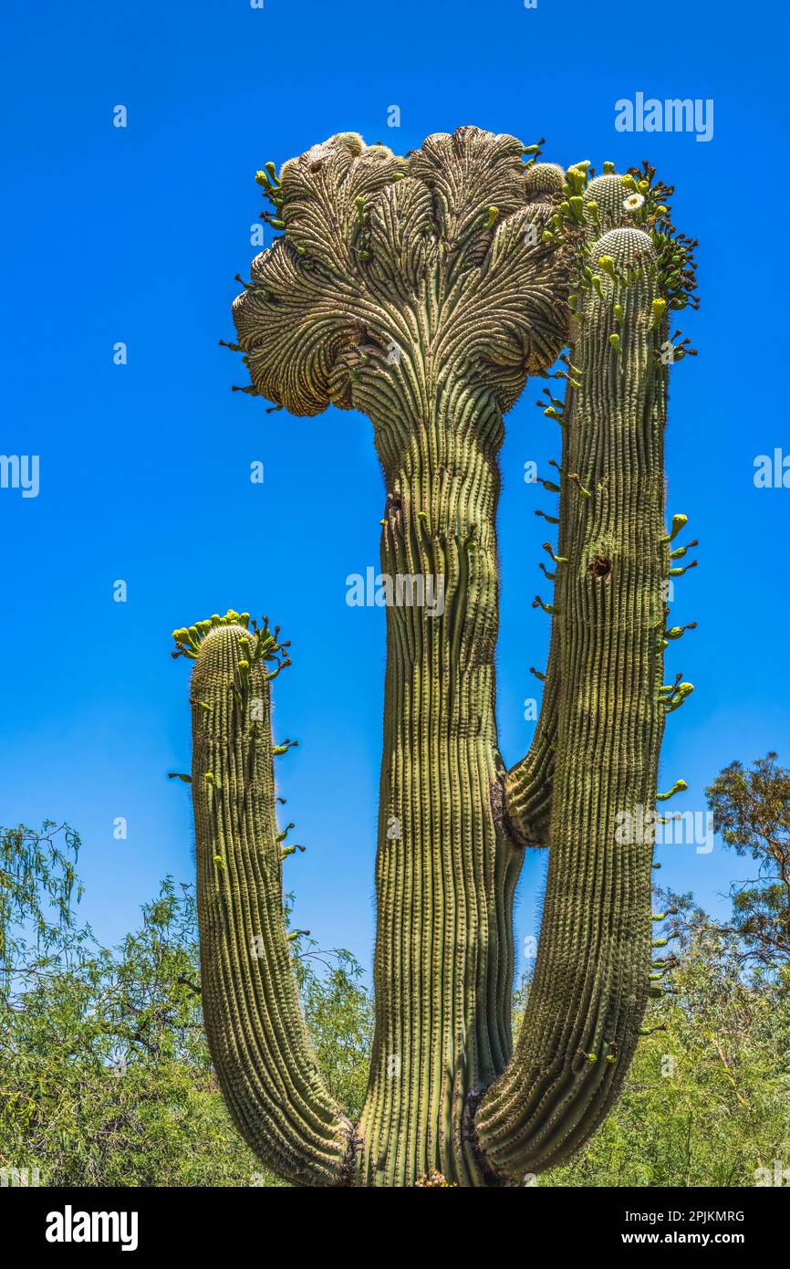Fleurs de Saguaro à crête, jardin botanique du désert, Phoenix, Arizona. Banque D'Images