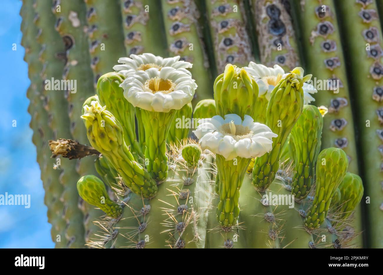 Saguaro cactus en fleurs, jardin botanique du désert, Phoenix, Arizona. Banque D'Images