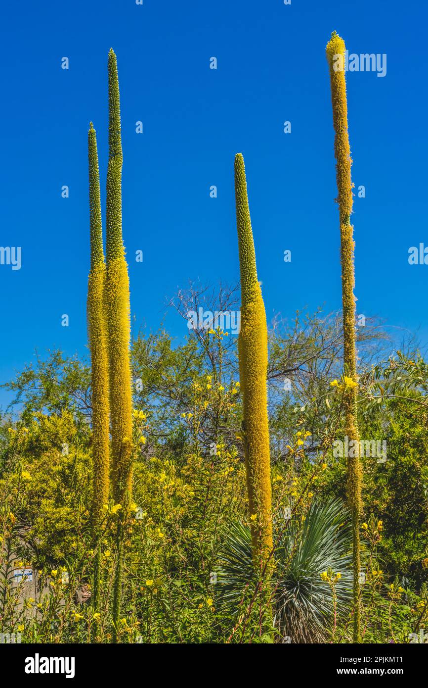 Filetage Agaves floraison, Desert Botanical Garden, Phoenix, Arizona. Banque D'Images