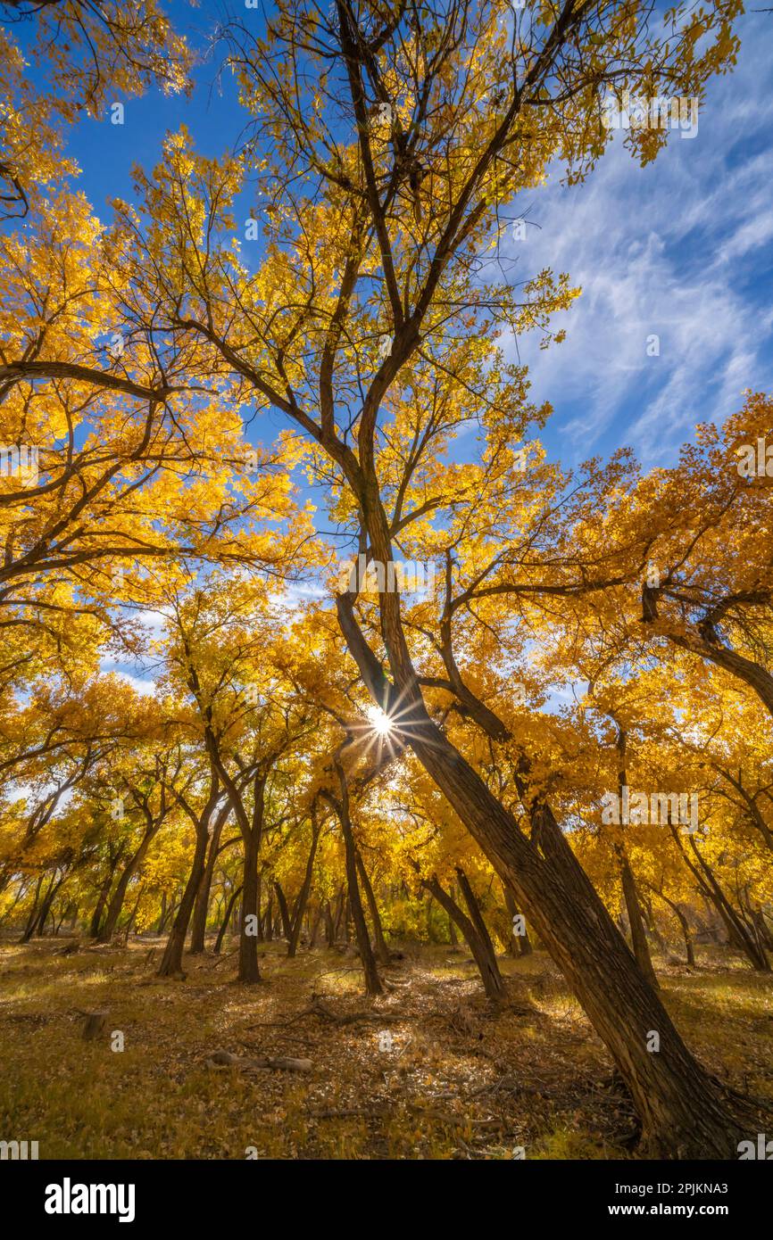 États-Unis, Nouveau-Mexique, comté de Sandoval. Sunburst sur des arbres de coton. Banque D'Images