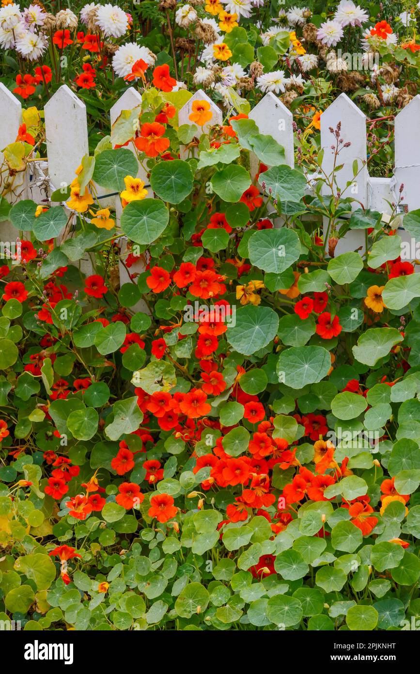États-Unis, Oregon. Cannon Beach et Cottage Garden avec clôture blanche et naturtiums Banque D'Images