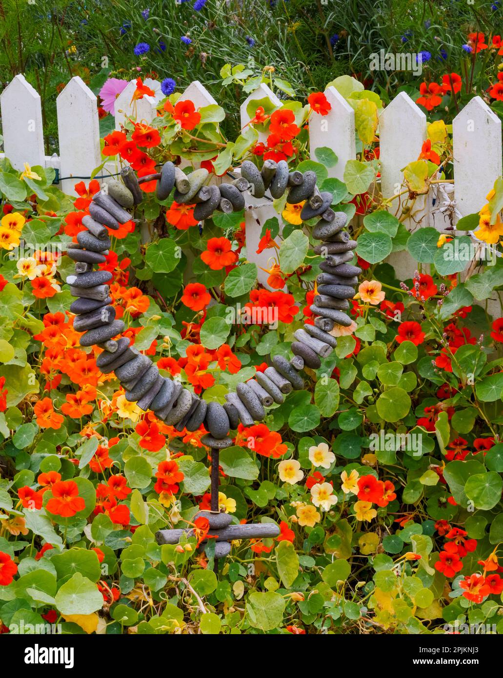 États-Unis, Oregon. Cannon Beach et Cottage Garden avec clôture blanche et naturtiums Banque D'Images