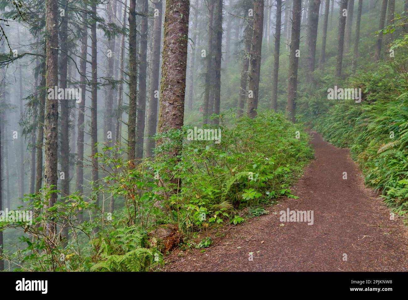 États-Unis, Oregon. Sentier du parc national de Lookout avec brouillard au milieu de la forêt d'épicéa de Sitka Banque D'Images