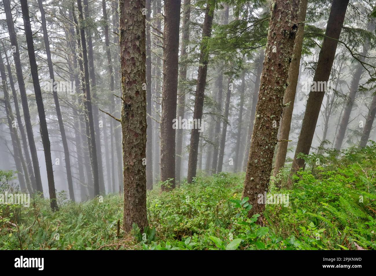 États-Unis, Oregon. Parc national de Lookout avec brouillard au milieu de la forêt d'épicéa de Sitka Banque D'Images