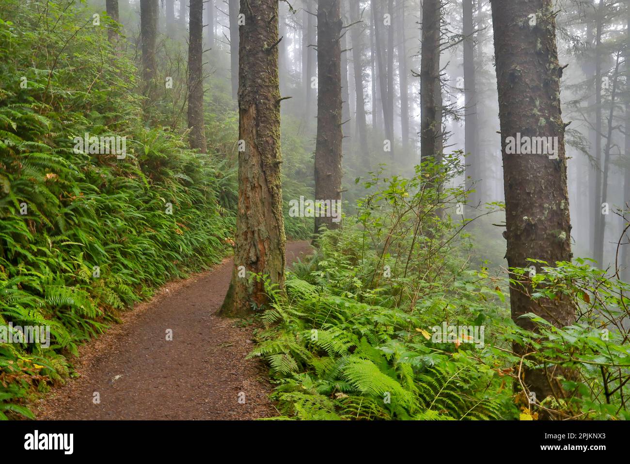 États-Unis, Oregon. Sentier du parc national de Lookout avec brouillard au milieu de la forêt d'épicéa de Sitka Banque D'Images