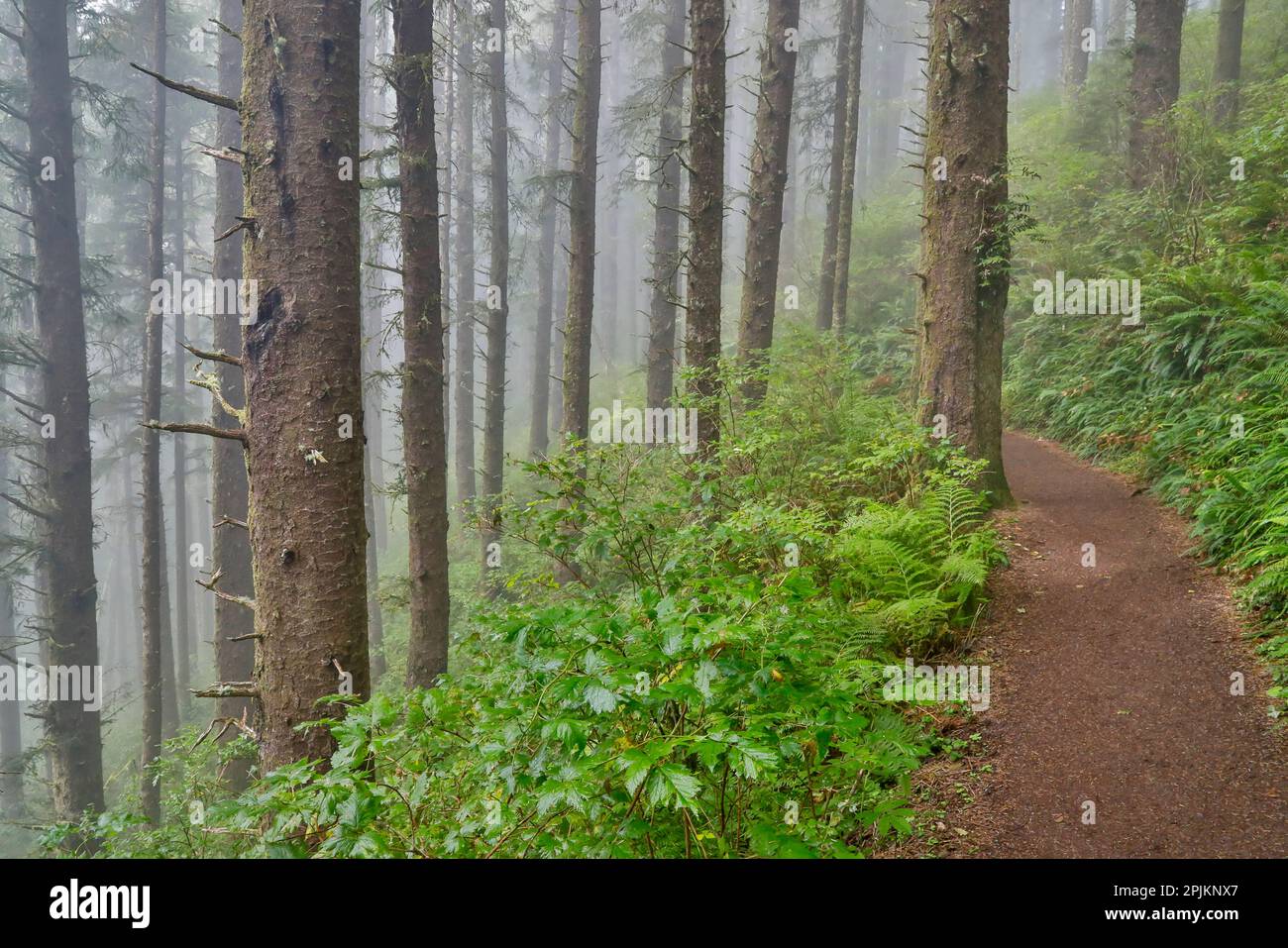 États-Unis, Oregon. Sentier du parc national de Lookout avec brouillard au milieu de la forêt d'épicéa de Sitka Banque D'Images