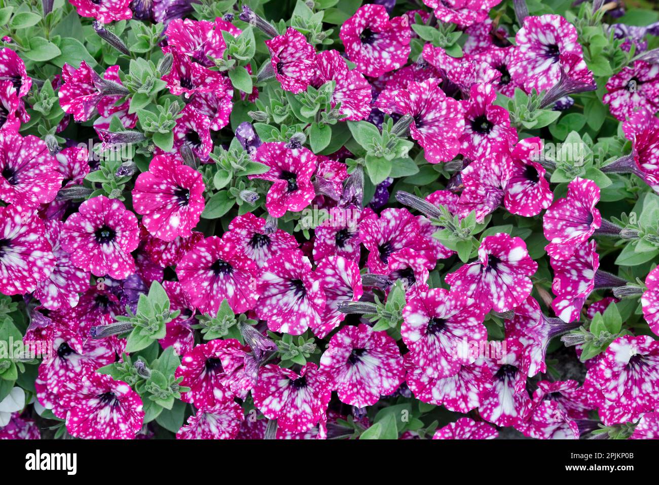 États-Unis, Oregon. Cannon Beach plantation de pétunias Banque D'Images