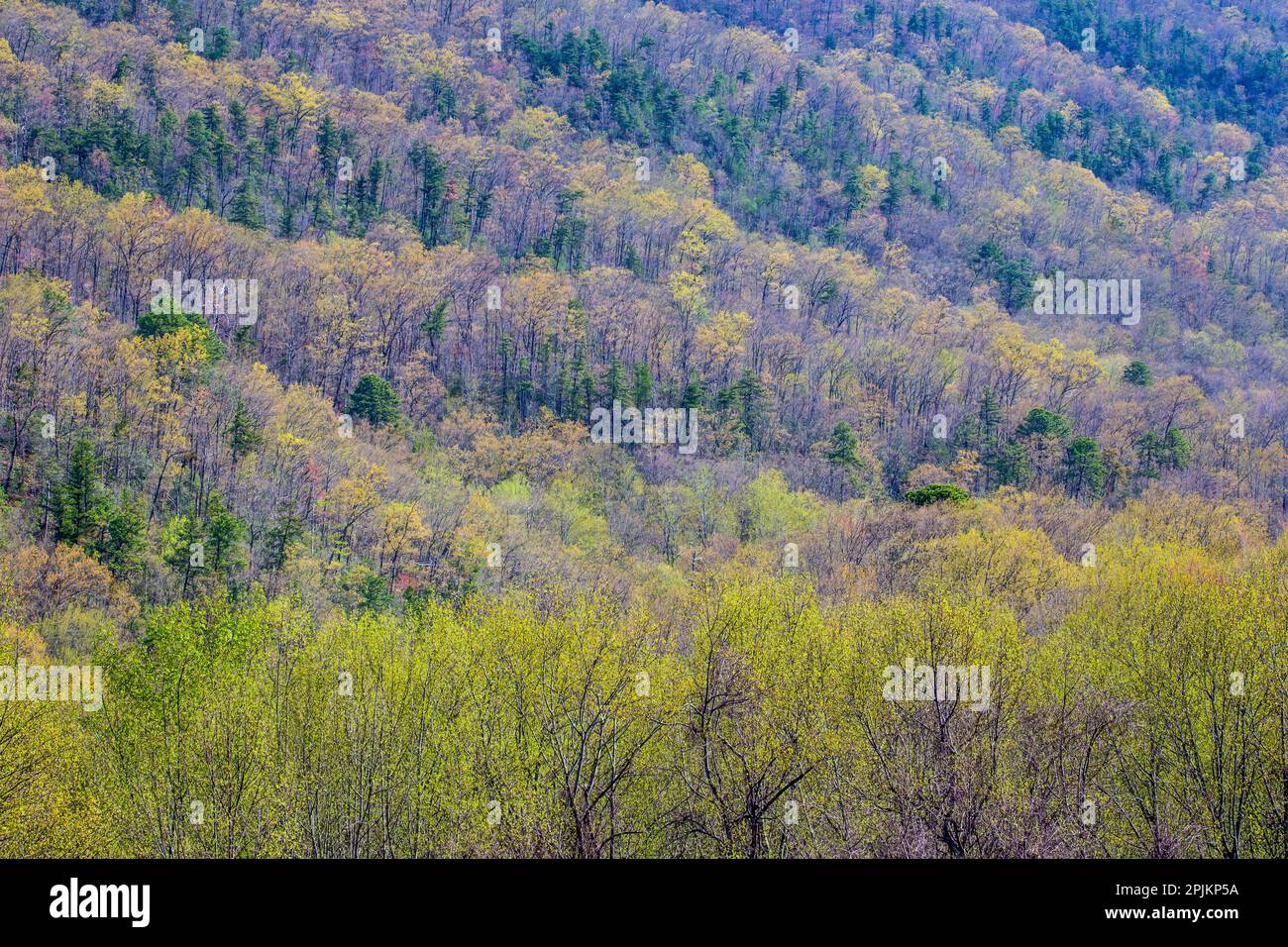 États-Unis, Tennessee. Parc national des Great Smoky Mountains au printemps, avec forêt de feuillus en pleine feuillure Banque D'Images