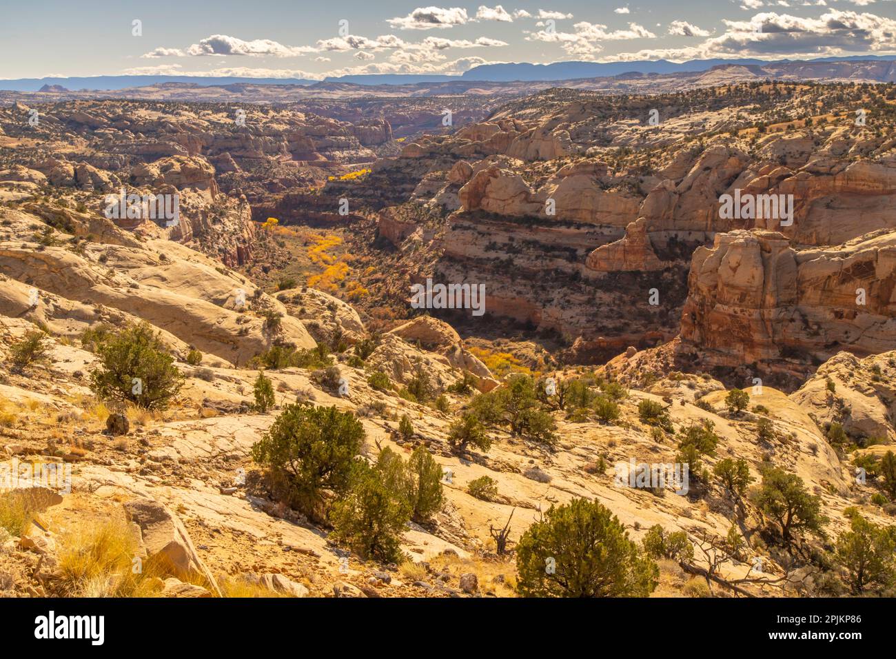 États-Unis, Utah, Grand Staircase Escalante National Monument. Vue d'ensemble des falaises et des arbres de coton d'automne. Banque D'Images