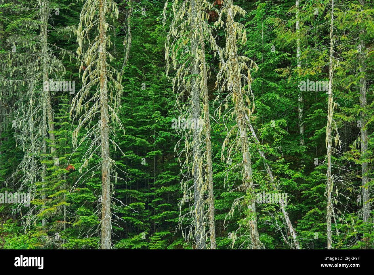 Canada, Colombie-Britannique, Parc provincial du Mont Robson. Lichens sur les arbres forestiers. Banque D'Images