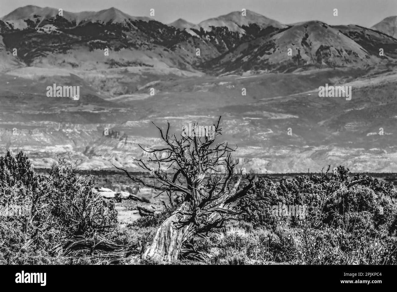 Ancienne branche en bois noir et blanc, Abajo Mountains, Parc national de Canyonlands, Moab, Utah. Banque D'Images
