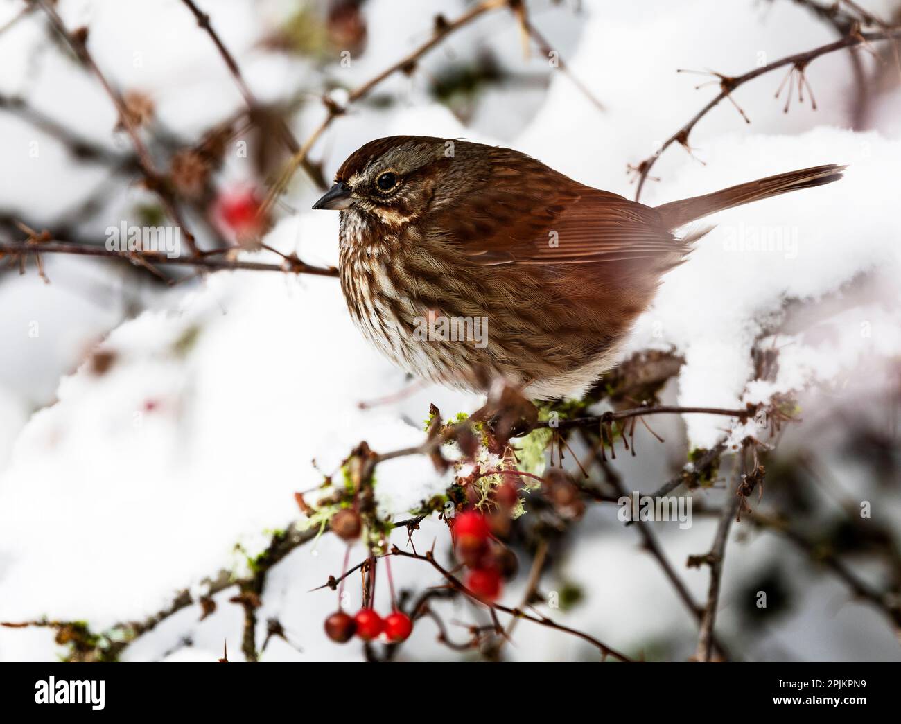 États-Unis, État de Washington, Sammamish. Bruant sur un arbre de Crabapple recouvert de neige Banque D'Images