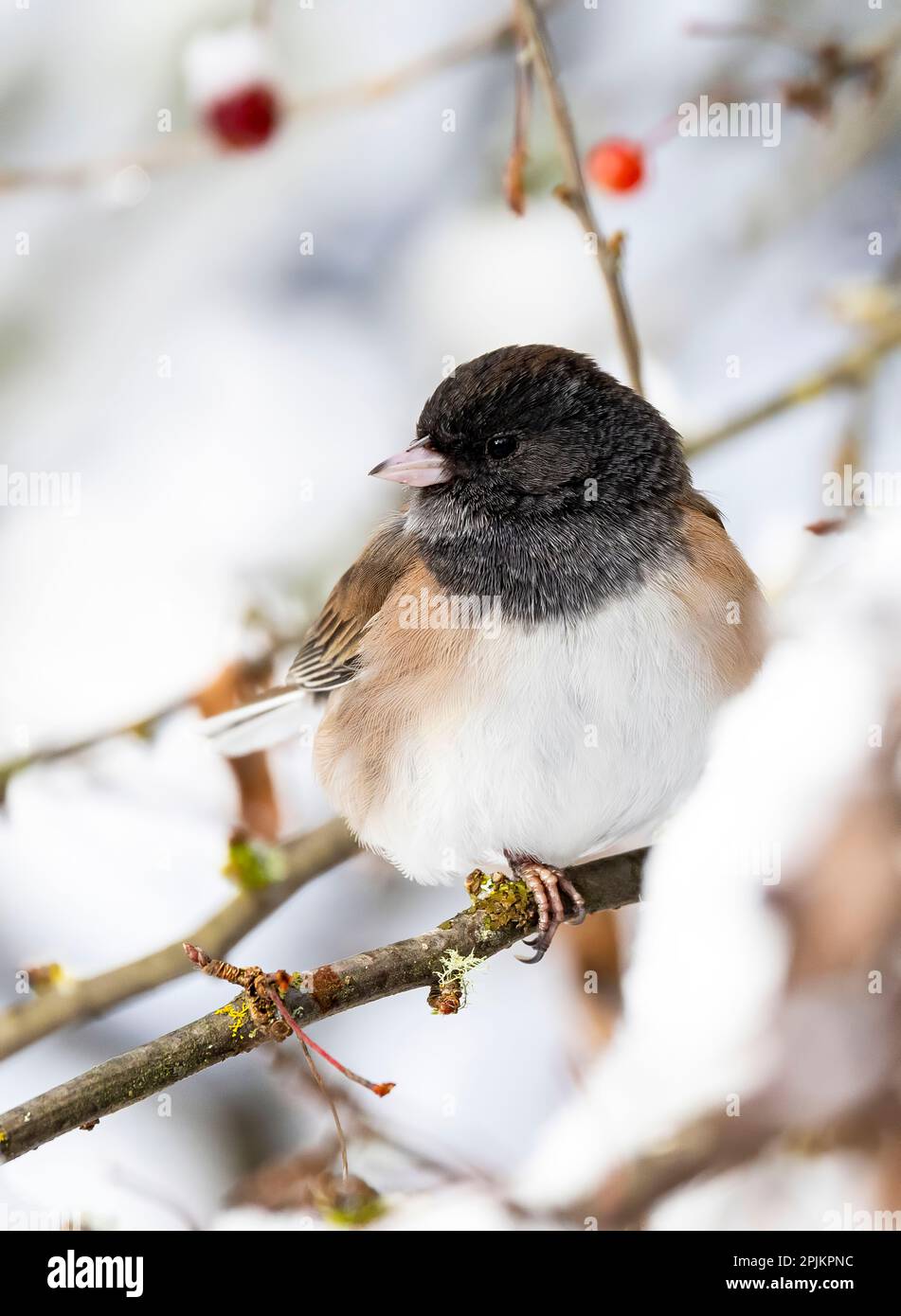 États-Unis, État de Washington, Sammamish. Junco sur l'arbre de Crabapple recouvert de neige Banque D'Images