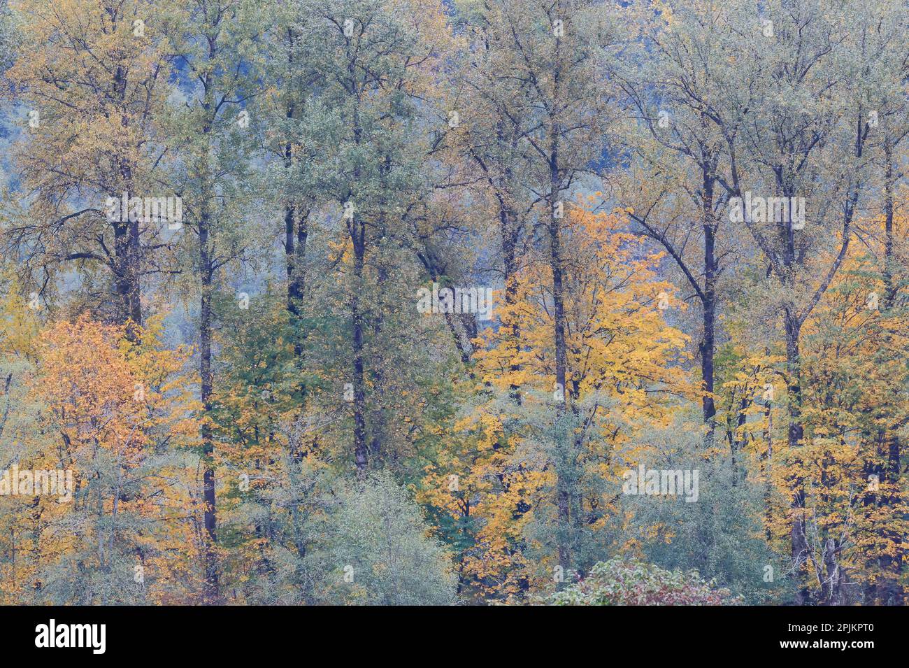 États-Unis, État de Washington. Près de Preston, des arbres de couleur d'automne Banque D'Images