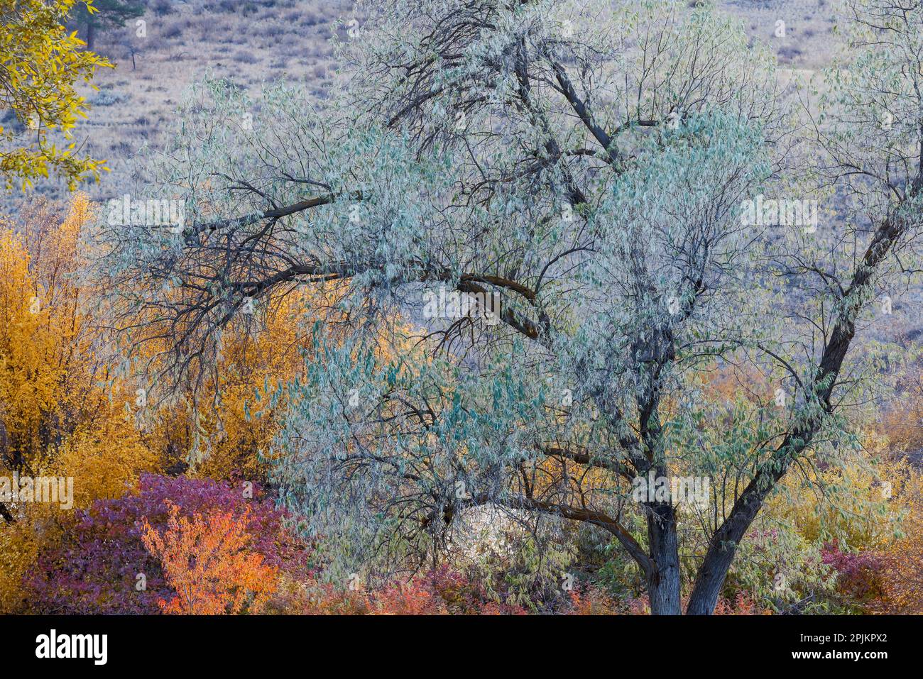 États-Unis, État de Washington. Couleur d'automne autour du parc national de Pearrygin Lake près de Winthrop. Banque D'Images