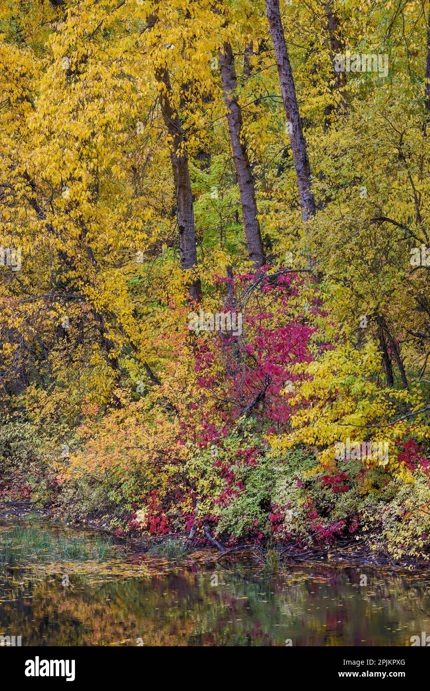 États-Unis, État de Washington, petit étang près d'Easton entouré d'arbres de couleur d'automne Banque D'Images