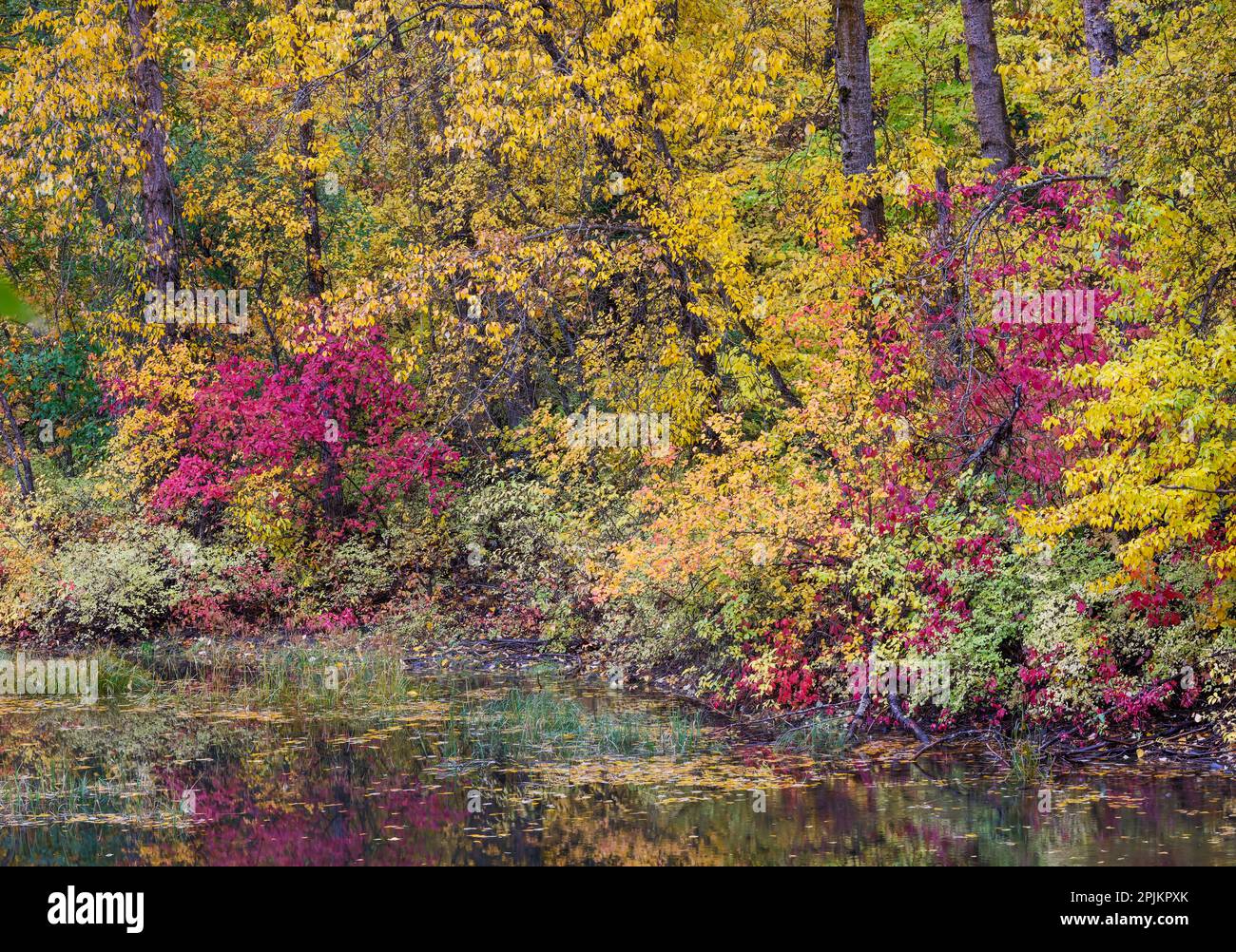 États-Unis, État de Washington, petit étang près d'Easton entouré d'arbres de couleur d'automne Banque D'Images