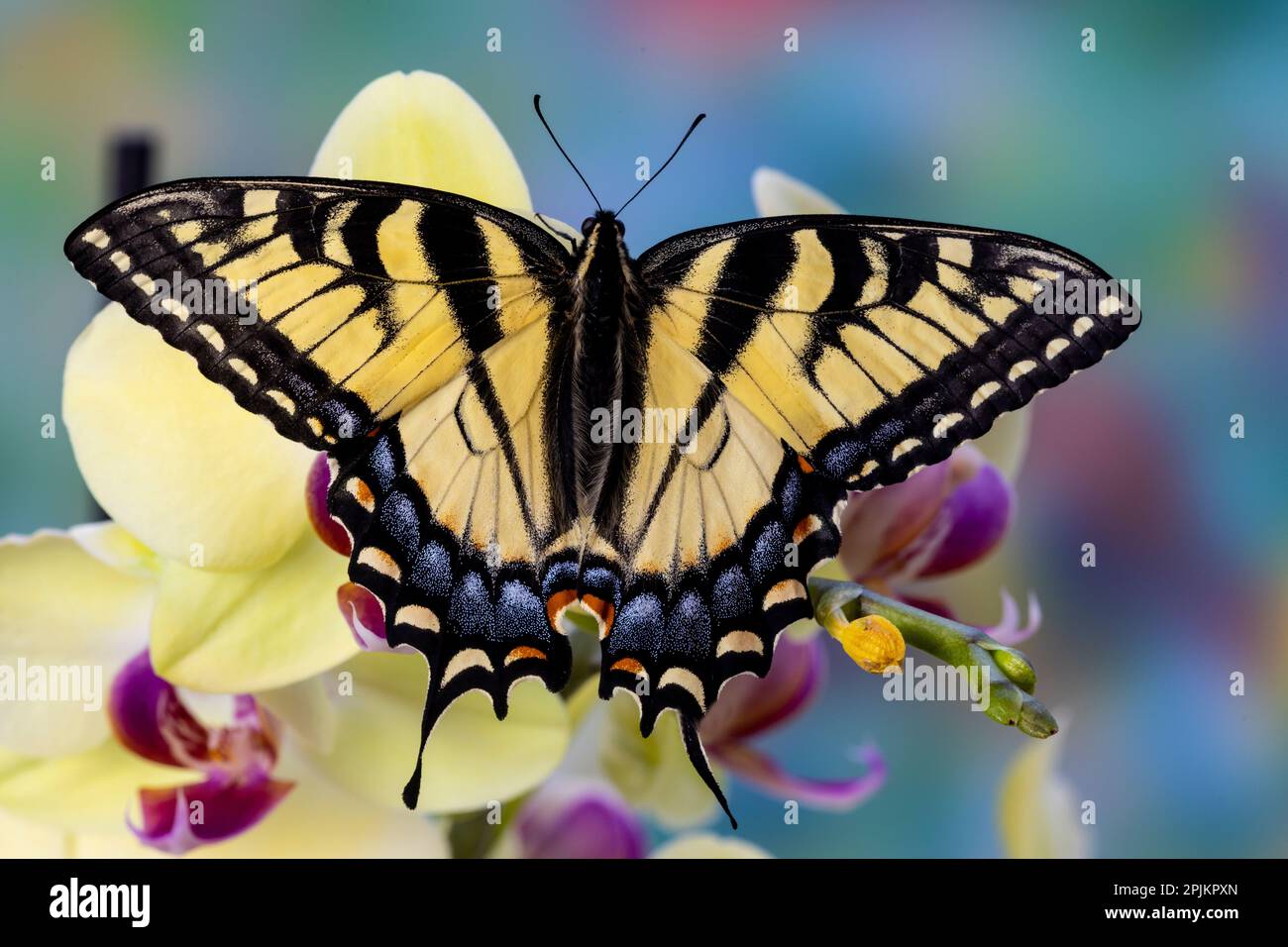 États-Unis, État de Washington, Sammamish. Papillon à queue de cyprès de tigre de l'est sur Orchid Banque D'Images