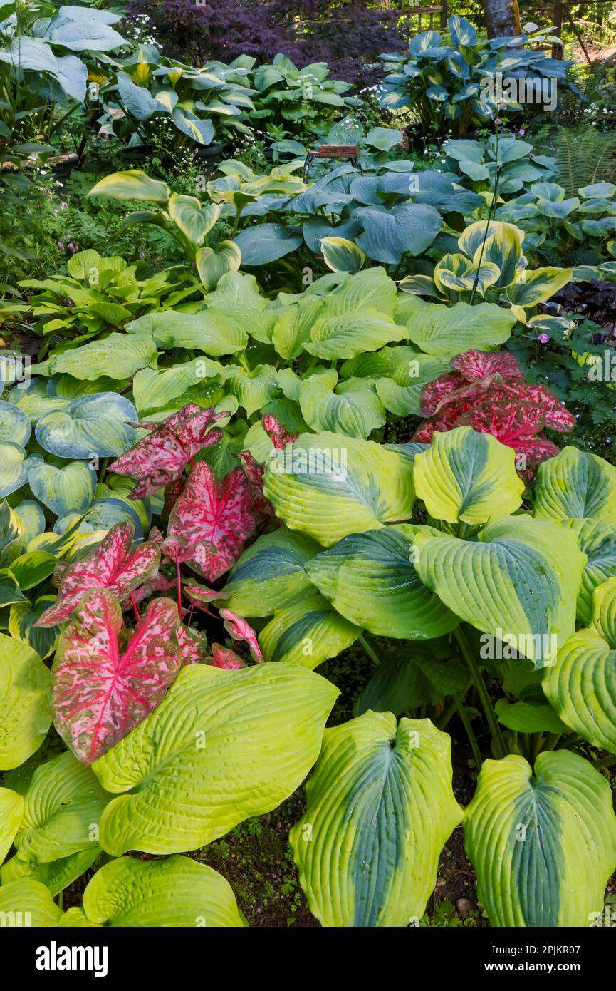 États-Unis, État de Washington, Sammamish. Jardin ombragé avec Caladiums, Hosta. Banque D'Images