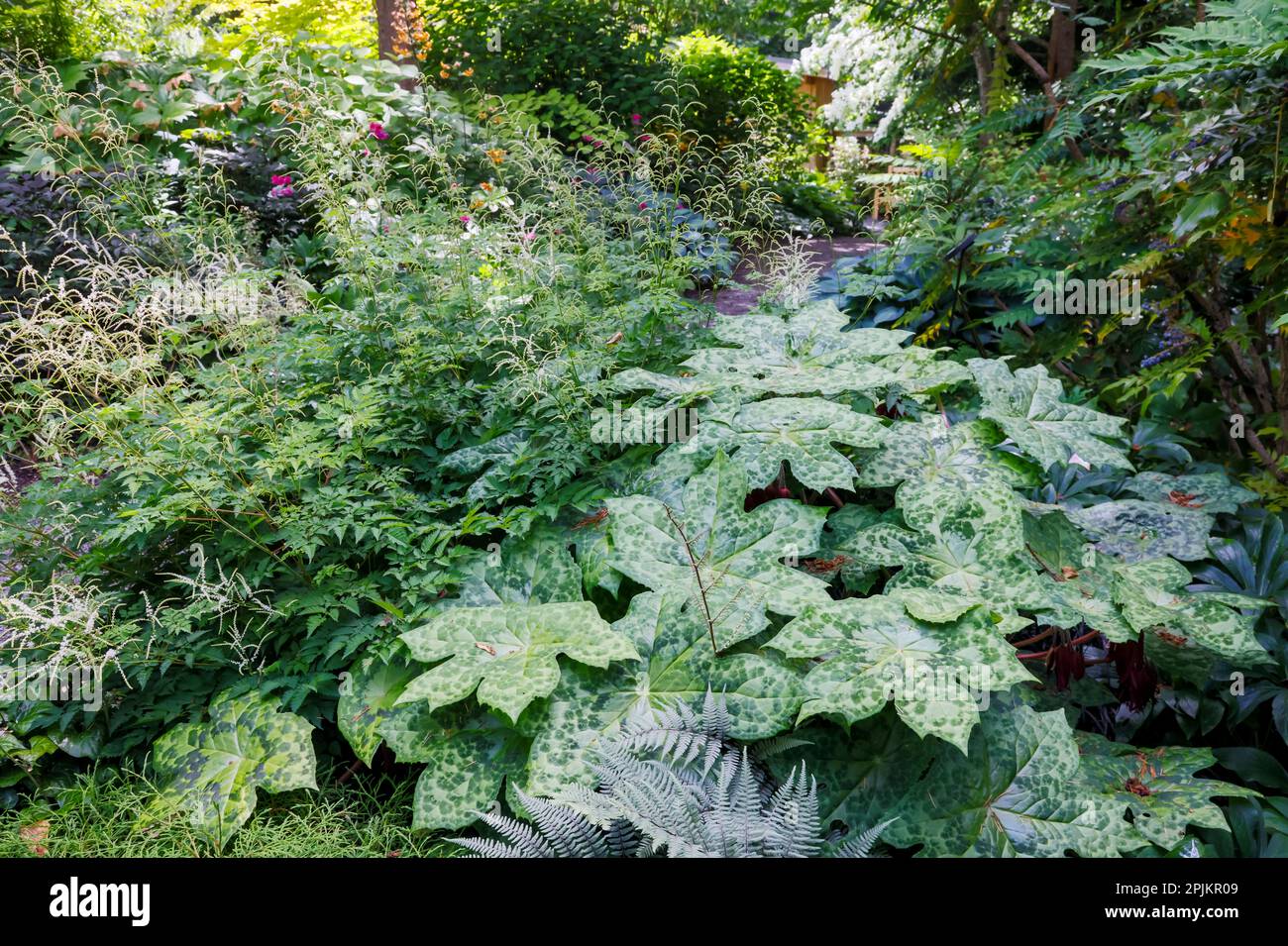États-Unis, État de Washington. Jardin botanique de Bellevue et jardin ombragé Banque D'Images