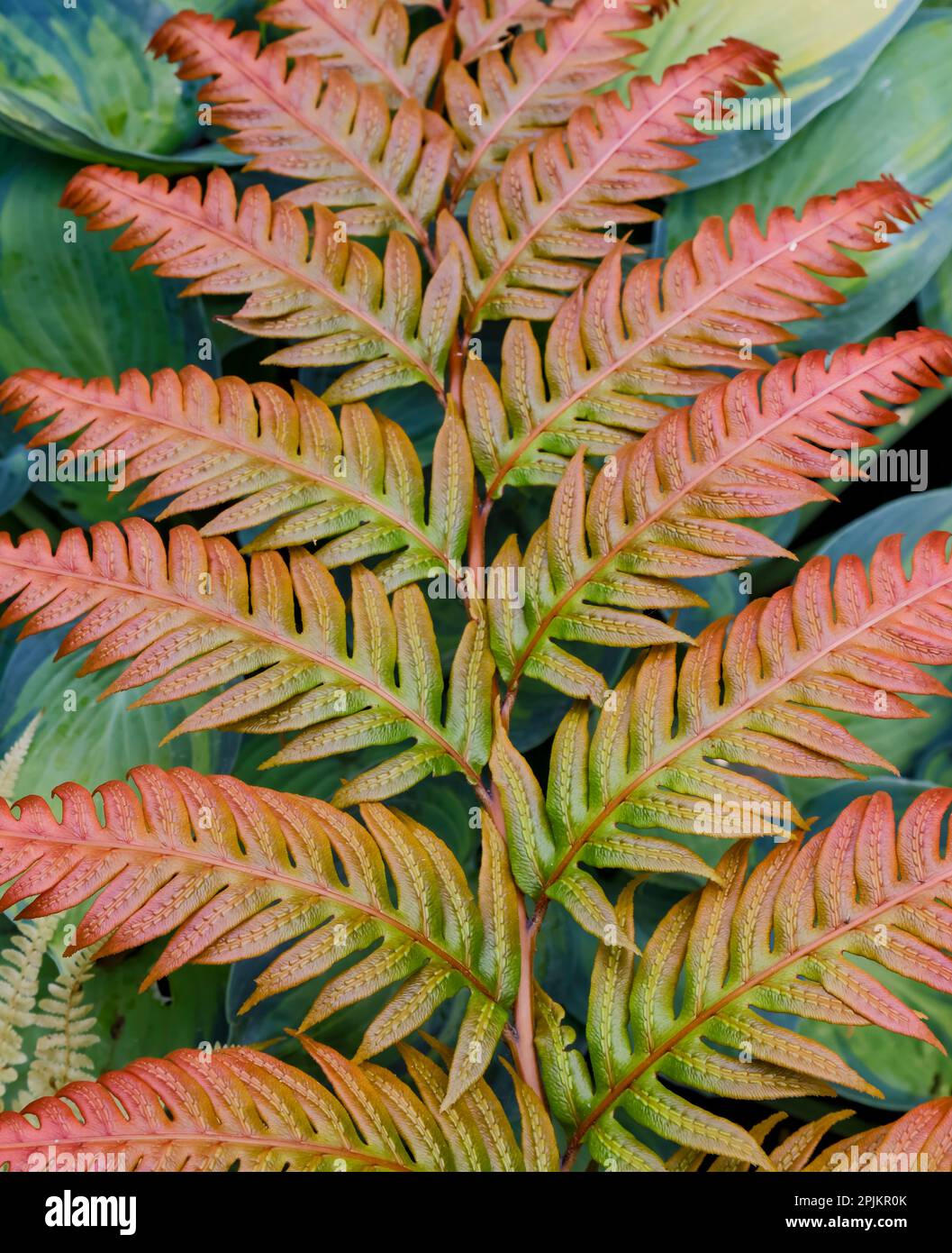 États-Unis, État de Washington. Jardin botanique de Bellevue Banque D'Images