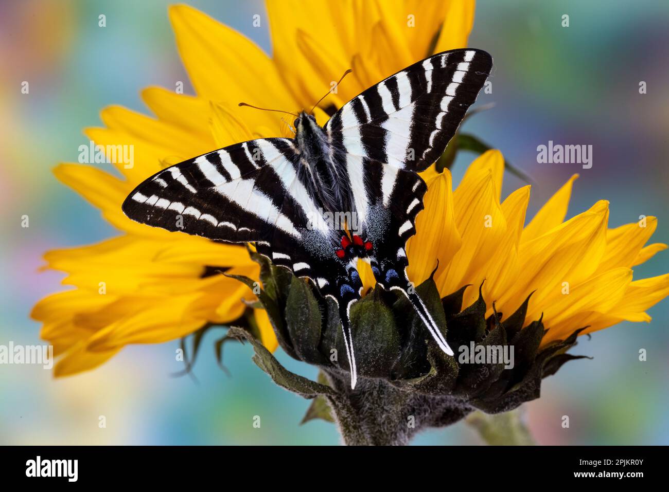 États-Unis, État de Washington, Sammamish. Papillon à queue de cybre sur tournesol Banque D'Images