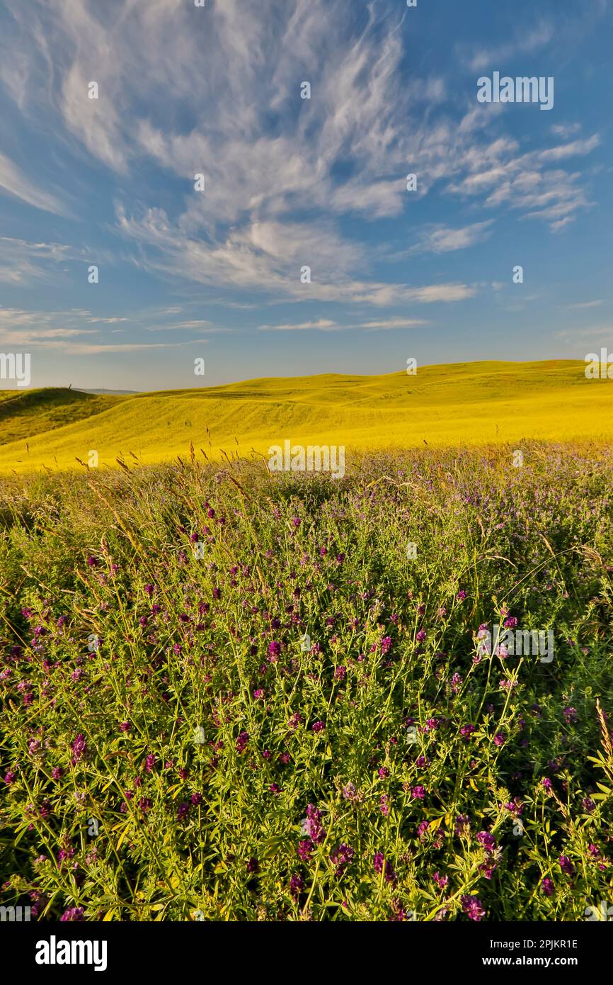 États-Unis, État de Washington, Palouse. Paysage printanier avec avant-plan des champs de vetch et de canola au-delà Banque D'Images