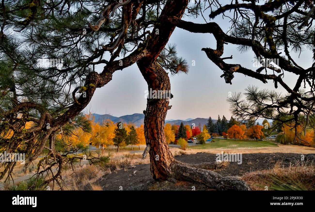États-Unis, État de Washington, Winthrop, Sun Mountain et pins solitaires Banque D'Images