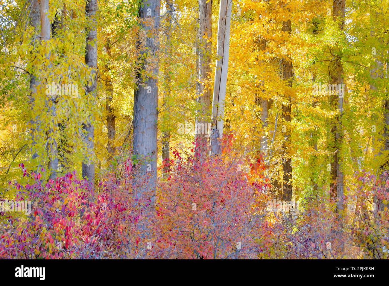 États-Unis, État de Washington. Les cotonwoods et les Dogwood sauvages sont de couleur automnale près de Winthrop Banque D'Images