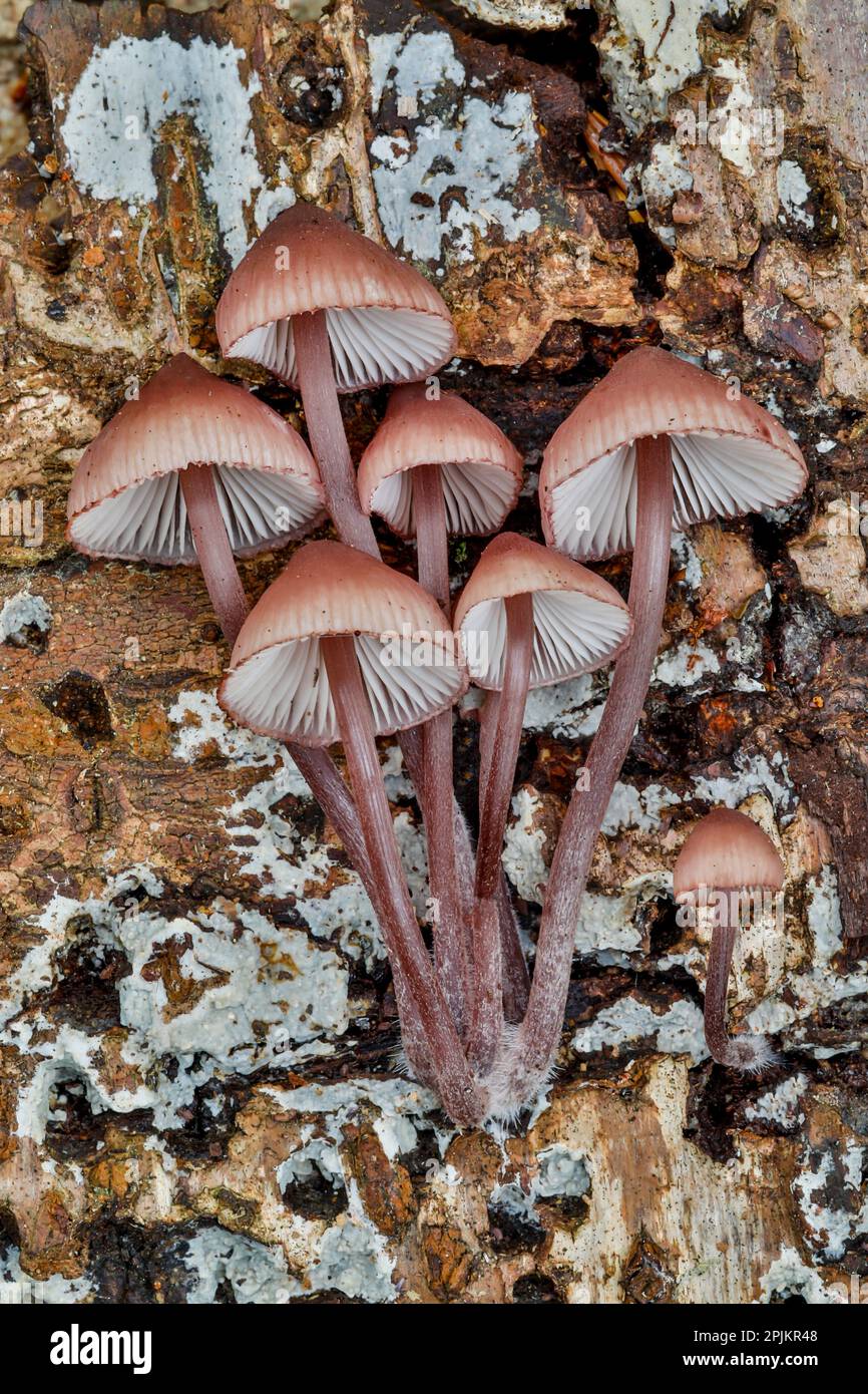 États-Unis, État de Washington, Sammamish. Champignons poussant sur le bois d'aulne d'automne Banque D'Images