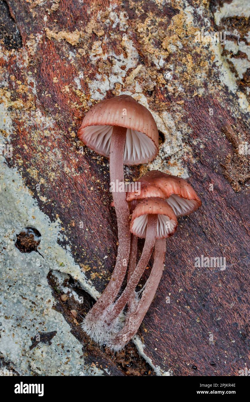 États-Unis, État de Washington, Sammamish. Champignons poussant sur le bois d'aulne d'automne Banque D'Images