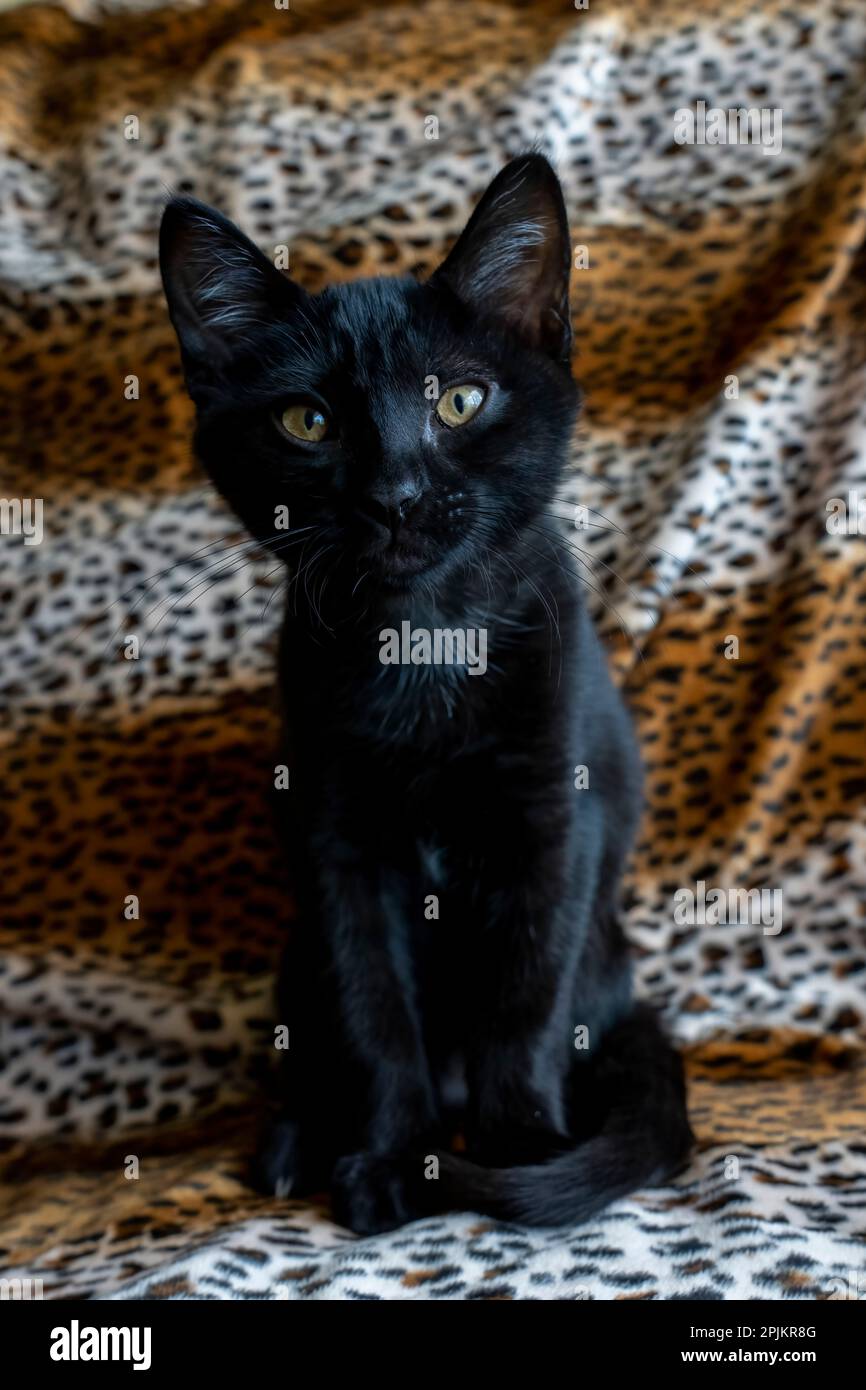 Chaton noir (PR) de deux mois Banque D'Images