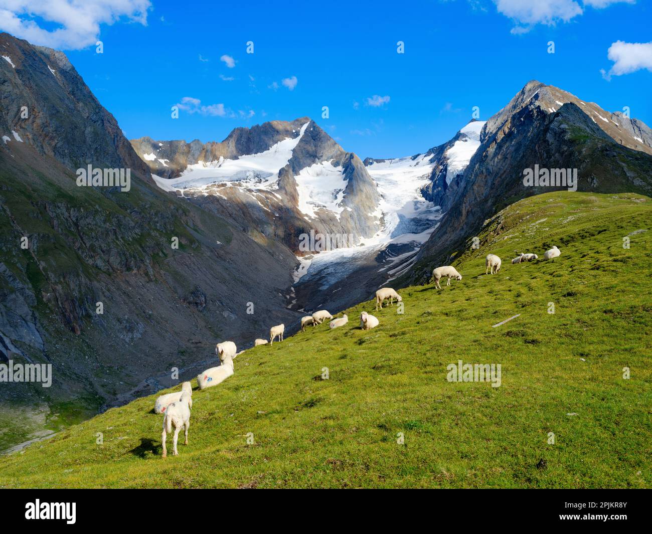 Tiroler Bergschaf (mouflon tyrolien également appelé Pecora Alina Tirolese) sur son alpage de montagne (Shieling) dans les Alpes Otztal. Autriche, Tyrol Banque D'Images