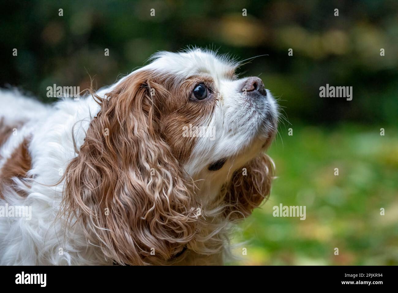 Issaquah, État de Washington, États-Unis. Cavalier King Charles Spaniel âgé qui enserre l'air. Banque D'Images