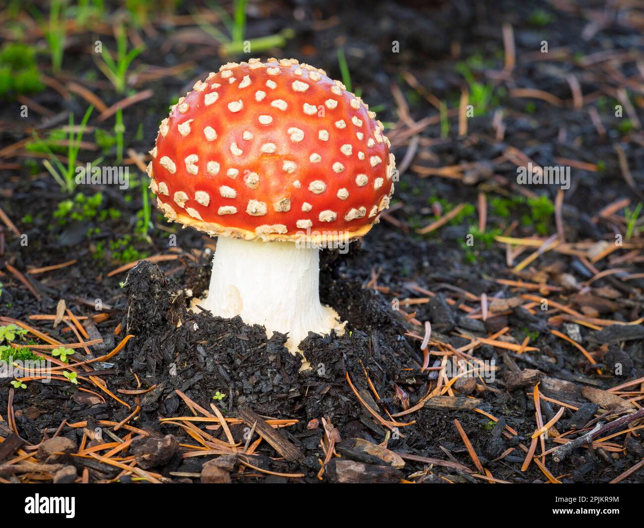 Etat de Washington, champignon de la mouche agarique. Banque D'Images