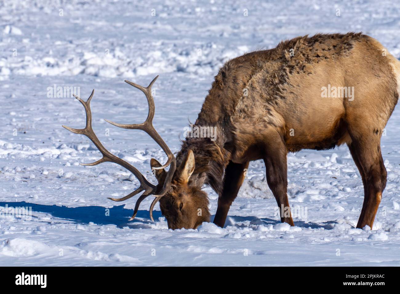 États-Unis, Wyoming, National Elk refuge. Élan de taureau à la recherche de nourriture sous la neige. Banque D'Images