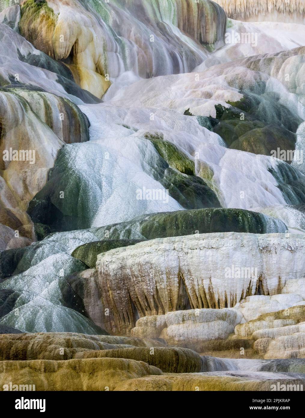 États-Unis, Wyoming, parc national de Yellowstone. Mammoth Hot Springs Banque D'Images
