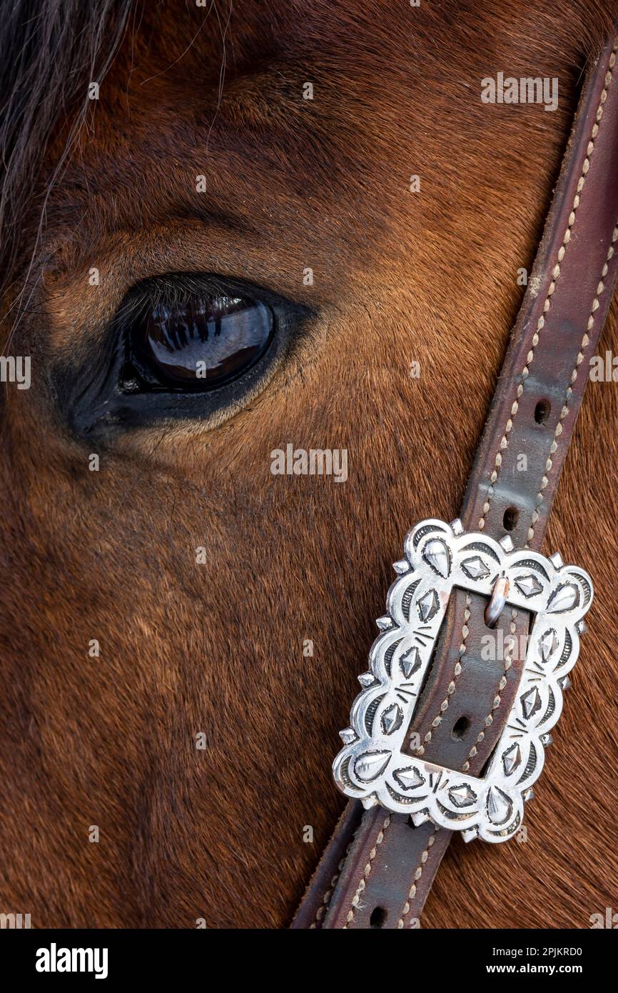 États-Unis, Shell, Wyoming. Hideout Ranch en gros plan de l'œil des chevaux. (PR) Banque D'Images
