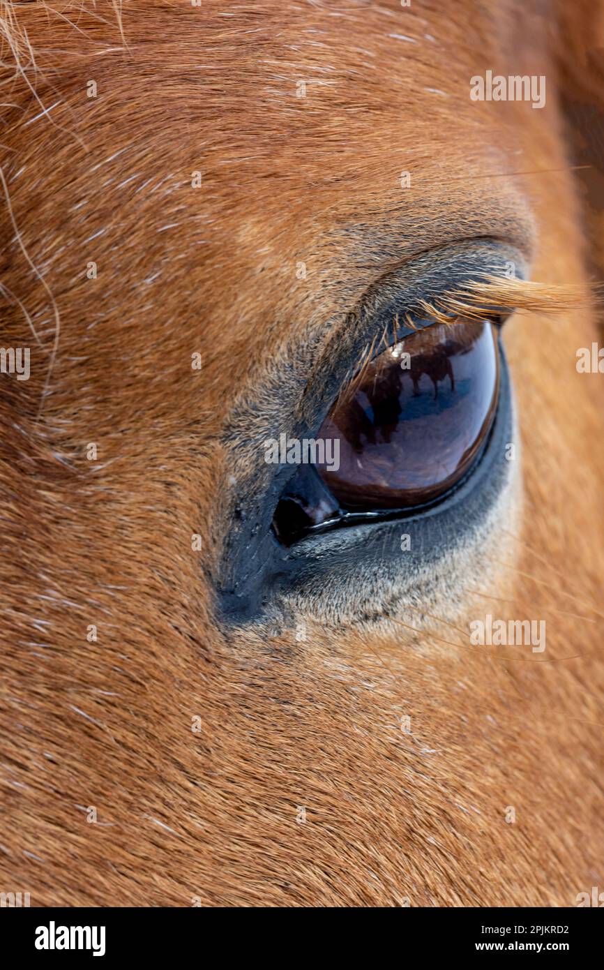 États-Unis, Shell, Wyoming. Hideout Ranch en gros plan de l'œil des chevaux. (PR) Banque D'Images