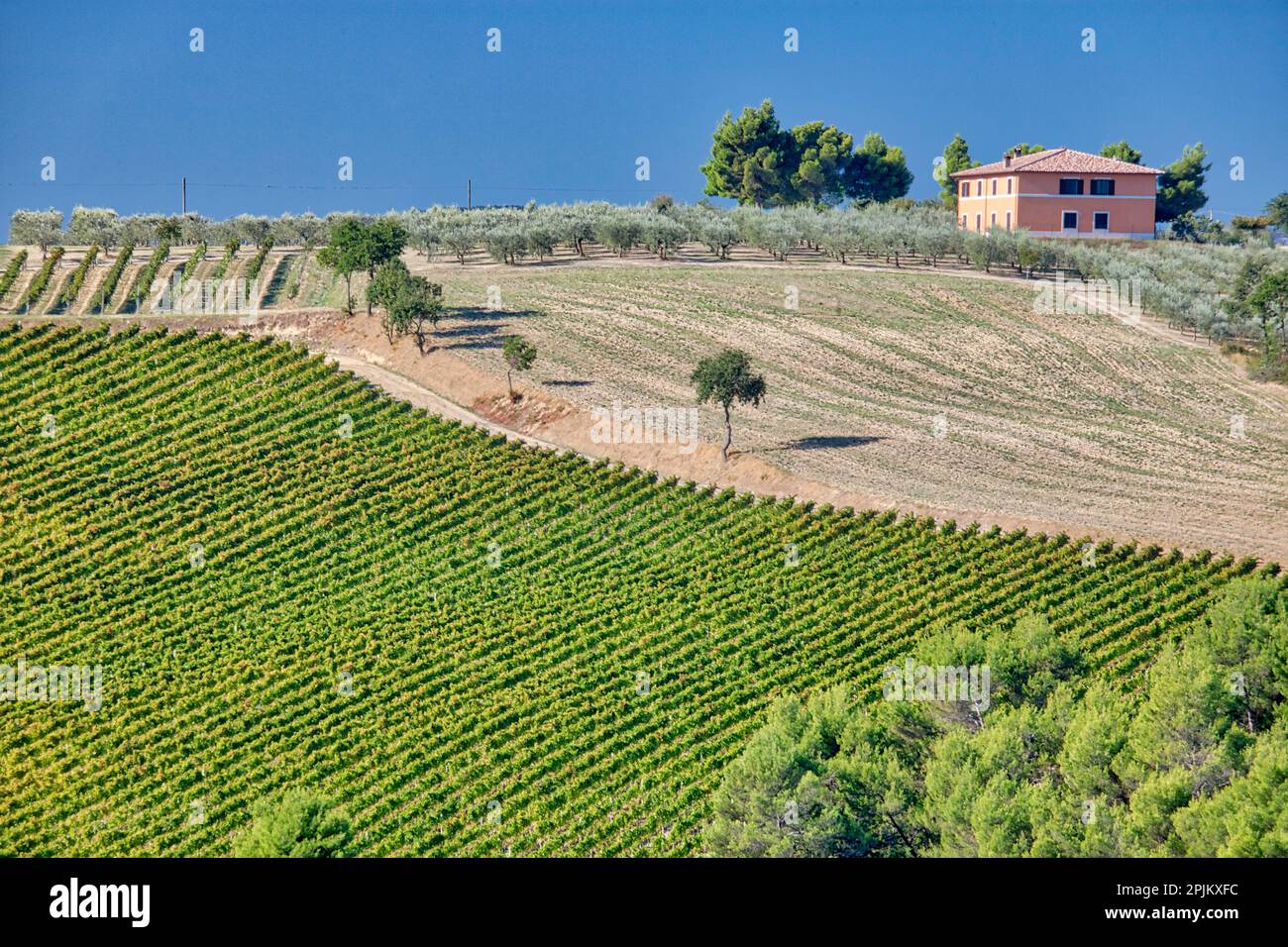 Italie, Ombrie. Maison entourée de vignes et d'oliviers près de la ville de Montefalco. Banque D'Images