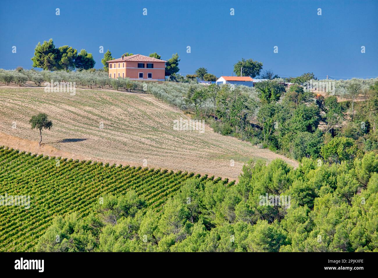 Italie, Ombrie. Maison entourée de vignes et d'oliviers près de la ville de Montefalco. (Usage éditorial uniquement) Banque D'Images