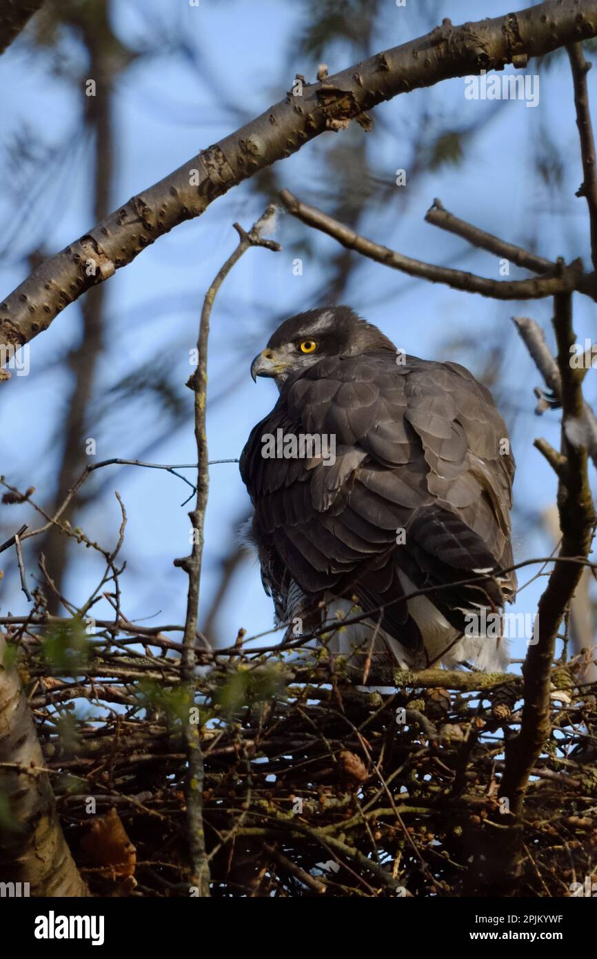 ensemble... Goshawk ( Accipiter gentilis ), paire de Goshawk sur leurs yeux Banque D'Images ensemble... Goshawk ( Accipiter gentilis ), paire de Goshawk sur leurs yeux Banque D'Images