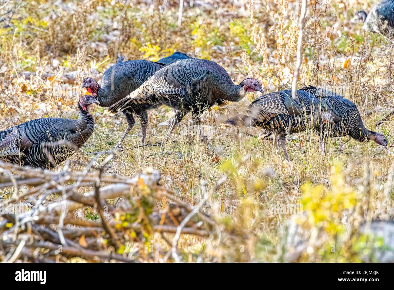 Etats-Unis, Colorado, rivière cache la poudre. Gros plan sur les dindes sauvages américaines. Banque D'Images