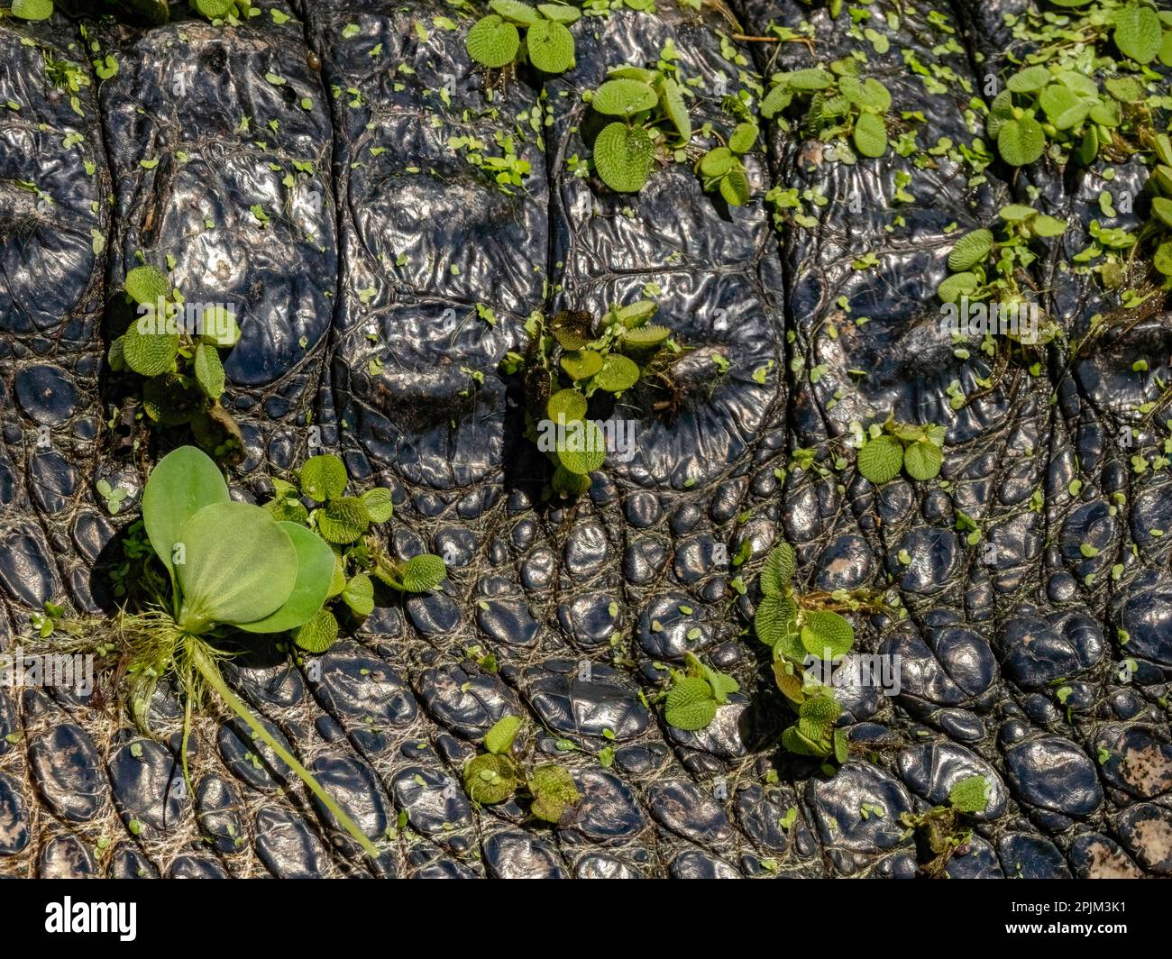 Alligator américain, végétation sur la peau, Floride, États-Unis Banque D'Images