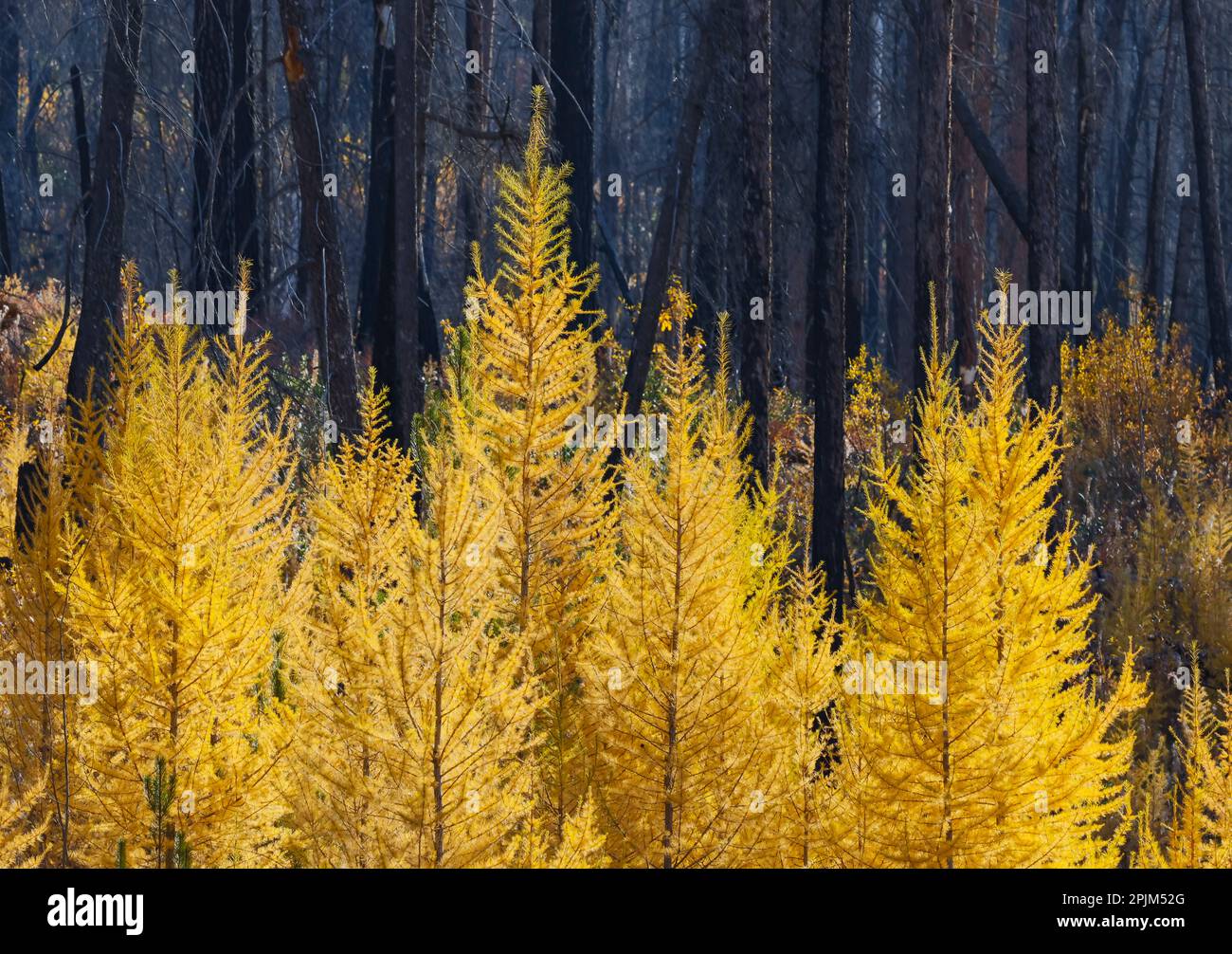 États-Unis, État de Washington. À l'est de Twisp, sur l'autoroute 20, avec des arbres de Larch de couleur automnale parmi une forêt brûlée Banque D'Images