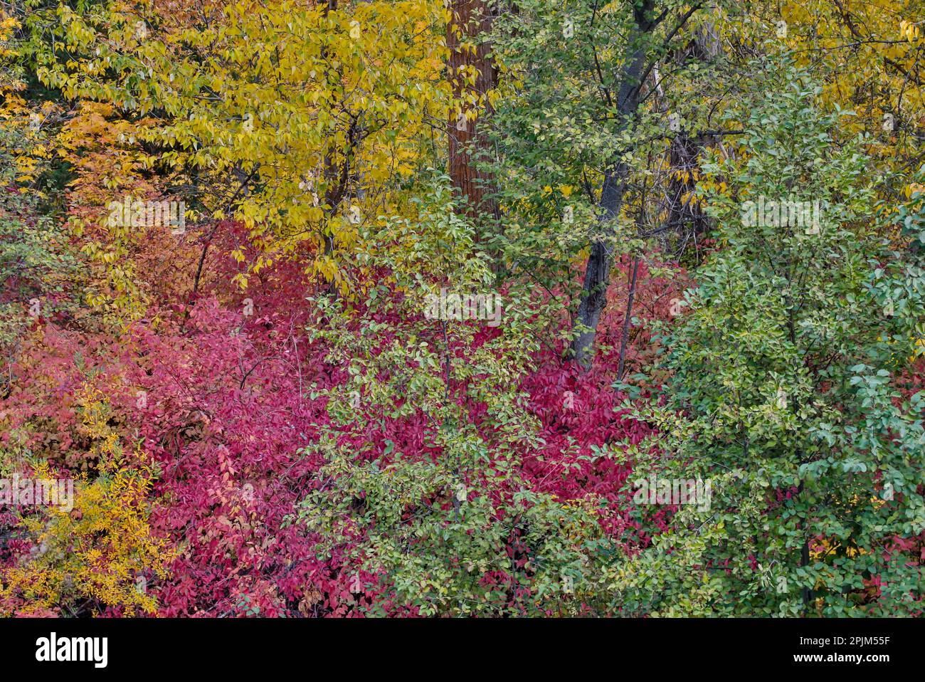 États-Unis, État de Washington. Le cotonwoods et le cornouiller sauvage le long du ruisseau Peshastin, à la sortie de l'autoroute 97 Banque D'Images