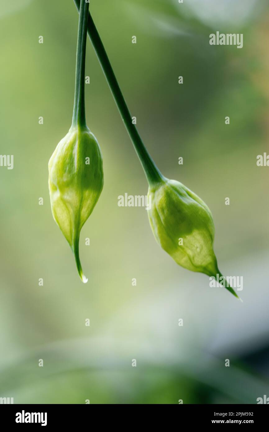 Issaquah, État de Washington, États-Unis. Hochement de la tête de l'usine d'oignon Banque D'Images
